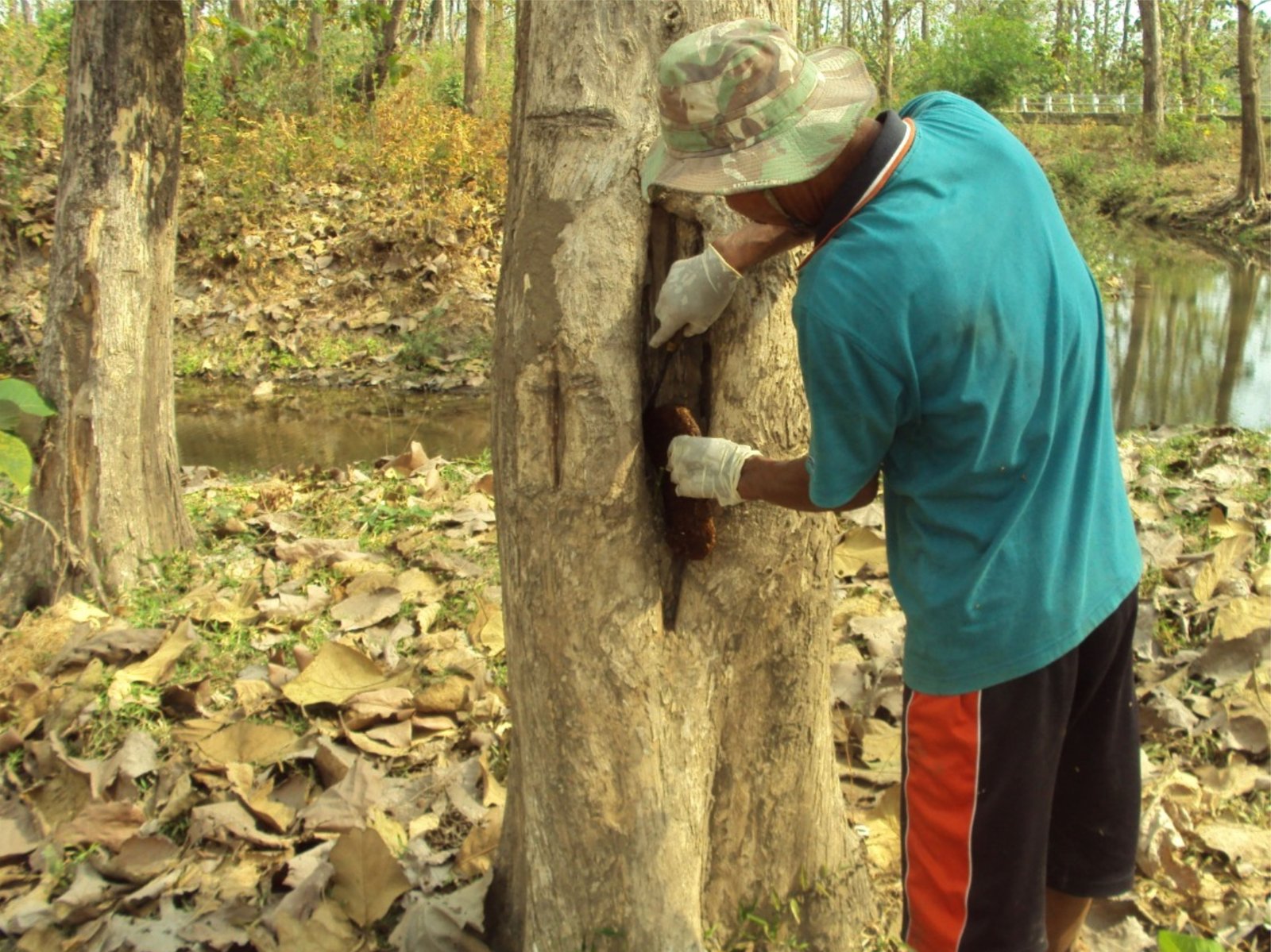 panen madu hutan wild bee