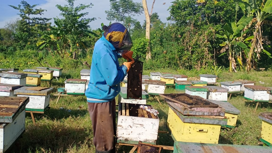 panen madu di peternakan